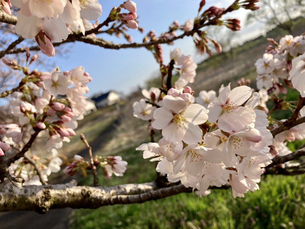 桜