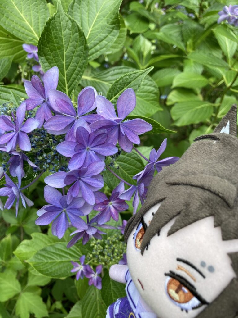 エアシャカール　紫陽花