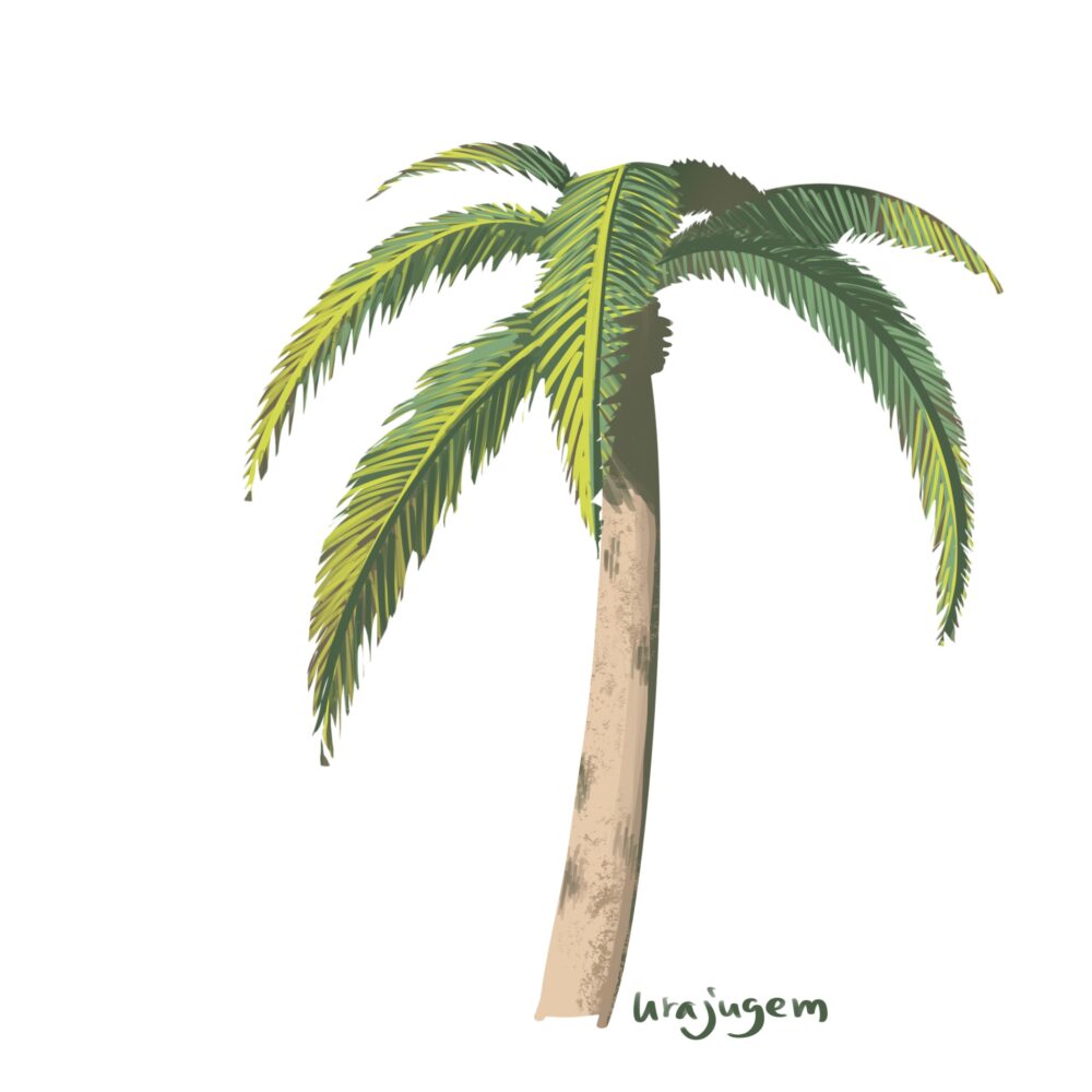 ヤシ